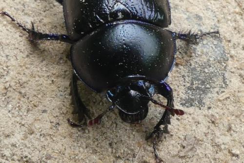 Anoplotrupes stercorosus